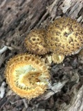 Leucopholiota decorosa image