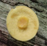 Leccinum rubropunctum image