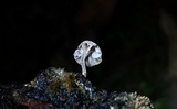 Mycena corticola image