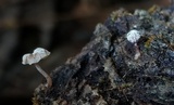 Mycena corticola image