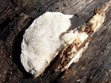 Trametes gibbosa image