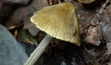 Entoloma flavoviride image