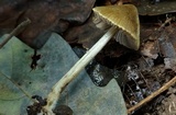 Entoloma flavoviride image