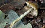 Entoloma flavoviride image