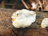 Tyromyces chioneus image