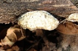 Tyromyces chioneus image