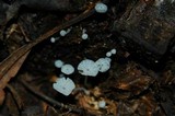 Delicatula integrella image