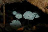 Delicatula integrella image