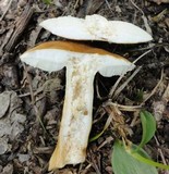 Gyroporus castaneus image