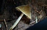 Entoloma flavoviride image