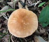 Gyroporus castaneus image