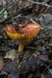 Phylloporus rhodoxanthus image