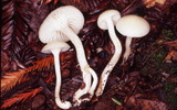 Hygrocybe russocoriacea image