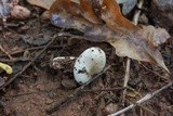 Hygrophorus subsordidus image