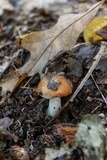 Suillus weaverae image