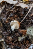 Suillus weaverae image