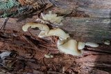 Crepidotus applanatus image