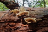 Crepidotus applanatus image