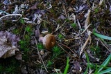 Lactarius quietus var. incanus image