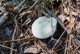 Hygrophorus subsordidus image