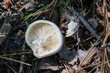 Hygrophorus subsordidus image