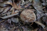 Lactifluus corrugis image