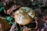 Suillus weaverae image