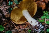 Suillus weaverae image
