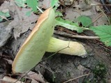 Leccinum subglabripes image