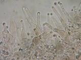 Hydropus marginellus image