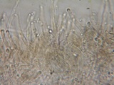 Hydropus marginellus image