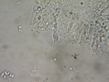 Hydropus marginellus image