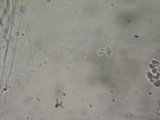 Hydropus marginellus image