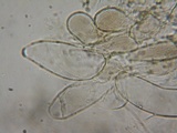 Hydropus marginellus image