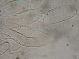 Hydropus marginellus image