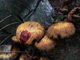 Pholiota limonella image