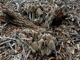 Coprinopsis picacea image