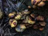 Pholiota limonella image