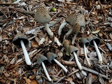 Coprinopsis picacea image