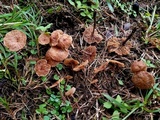 Collybiopsis subpruinosa image