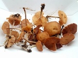 Collybiopsis subpruinosa image