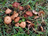 Collybiopsis subpruinosa image