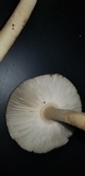 Amanita sect. Vaginatae image