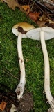 Amanita sect. Vaginatae image