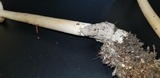 Amanita sect. Vaginatae image
