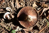 Lactarius paradoxus image