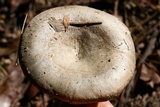 Lactarius paradoxus image