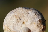 Lactarius paradoxus image
