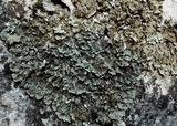 Squamarina cartilaginea var. cartilaginea image