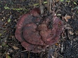 Amylosporus campbellii image